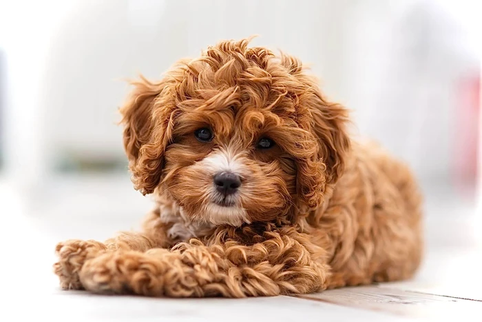 Lyckotassens kennel - Svensk uppfödare av Cavapoo och Cockerpoo