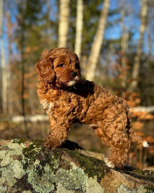 Lyckotassens kennel - Svensk uppfödare av Cavapoo och Cockerpoo