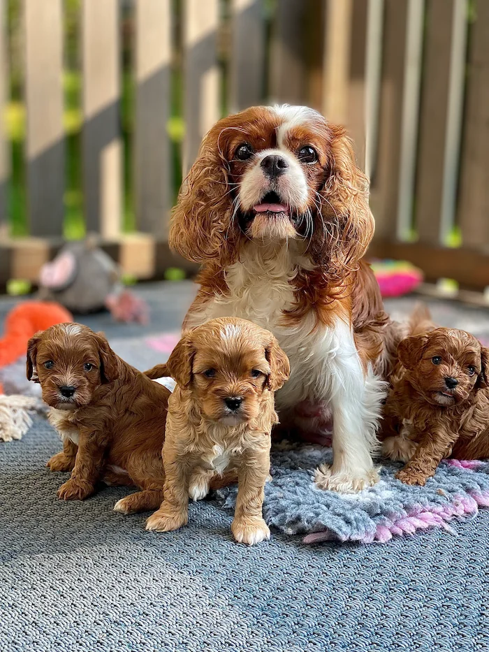 Lyckotassens kennel - Svensk uppfödare av Cavapoo och Cockerpoo
